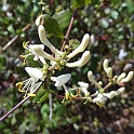lonicera subspicata var. denudata